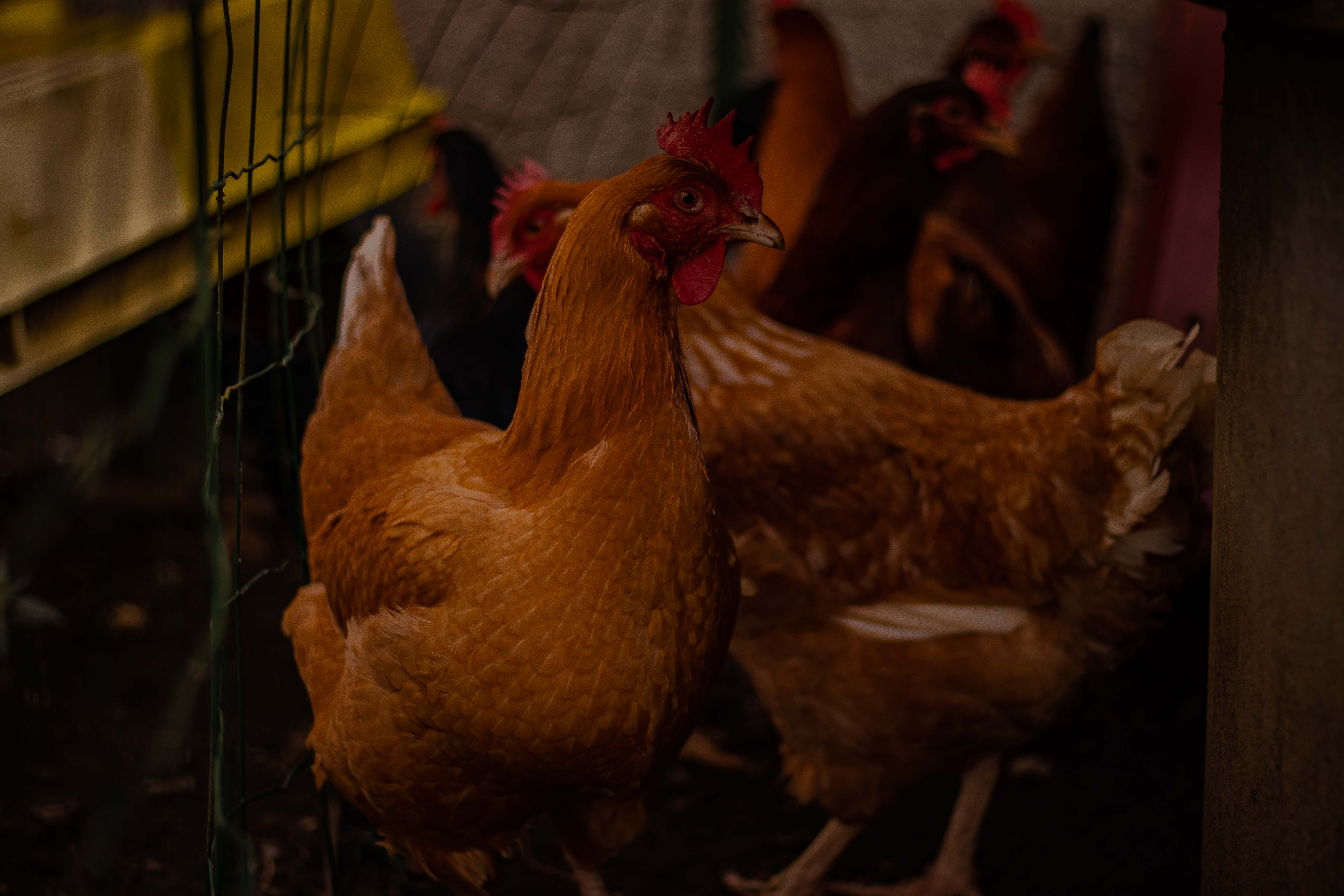 Photo d'un groupe de poules